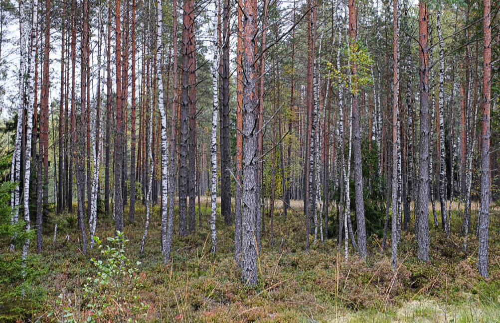 Налибокская пуща